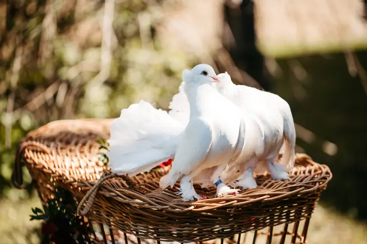 Zwei weiße Tauben mit fächerförmigen Schwänzen stehen im Freien am Rand eines Weidenkorbs. Beide Vögel tragen blaue Identifikationsbänder an den Beinen. Der Hintergrund ist leicht verschwommen.