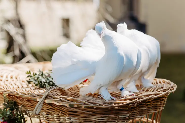 Zwei weiße Tauben mit fächerförmigen Schwänzen stehen im Freien am Rand eines Weidenkorbs. Beide Vögel tragen blaue Identifikationsbänder an den Beinen. Der Hintergrund ist leicht verschwommen.