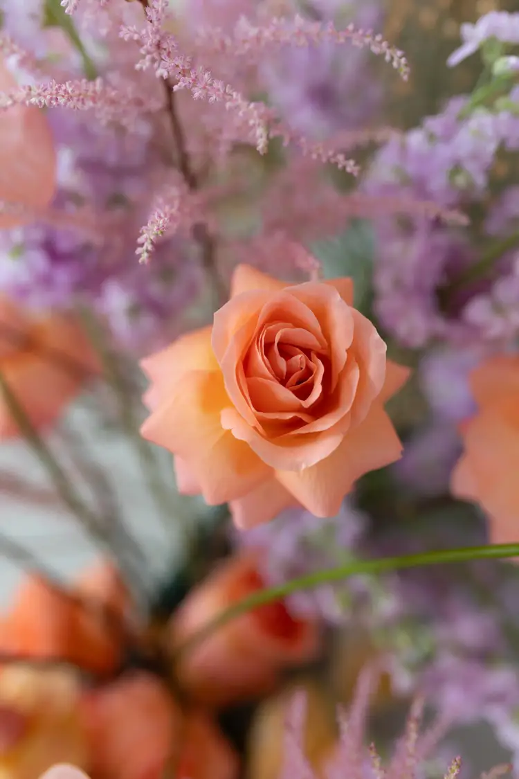 Eine Nahaufnahme einer pfirsichfarbenen Rose inmitten zartvioletter und rosa Blüten ergibt ein zartes, romantisches Blumenarrangement und bietet eine bezaubernde Kulisse für ein Modelshooting in Solingen.
