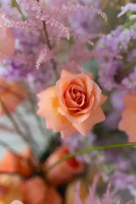 Eine Nahaufnahme einer pfirsichfarbenen Rose inmitten zartvioletter und rosa Blüten ergibt ein zartes, romantisches Blumenarrangement und bietet eine bezaubernde Kulisse für ein Modelshooting in Solingen.
